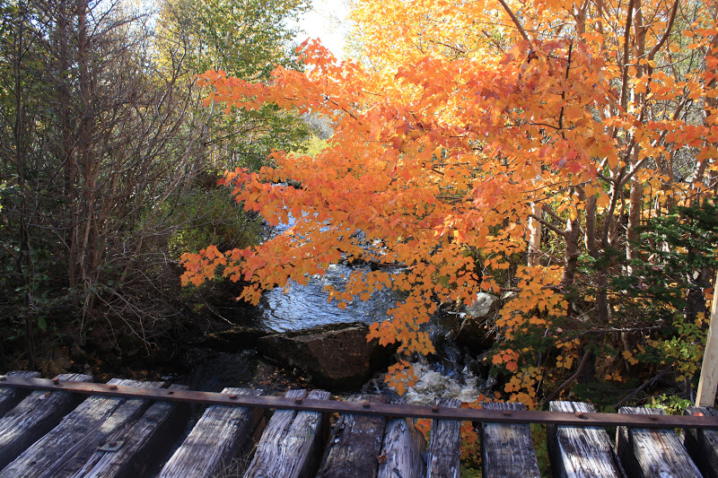 My Dark Cove Pantry Gambo Pondat her "Fall Finest"