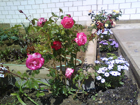 Faenas de la Huerta: Flores en el huerto ¿Para qué?