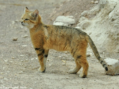 Арабските пустинни котки Catfeature