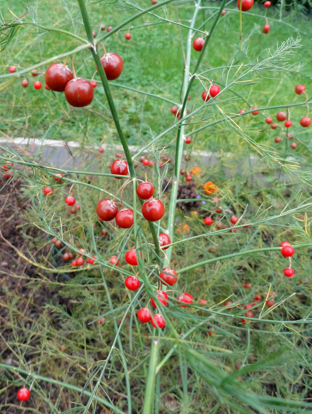 Chateau Moorhen..... goes south! Growing asparagus from seed