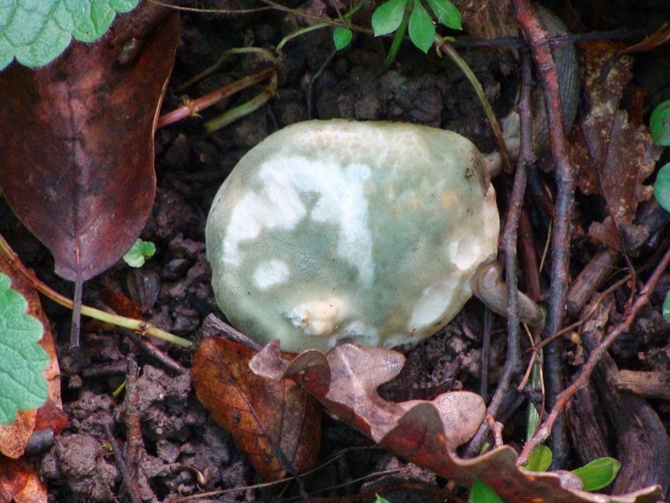 Russula virescens DSC40936