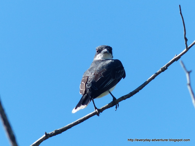 The Everyday Adventurer Black And White Birds