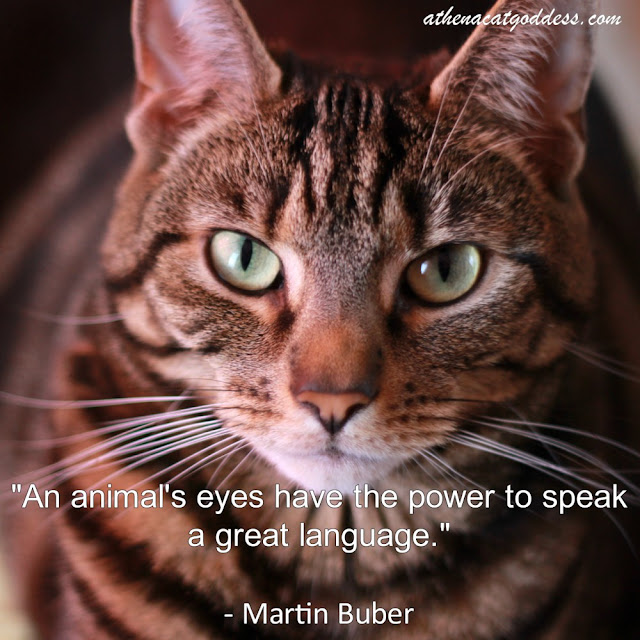 An animal's eyes have the power to speak a great language
