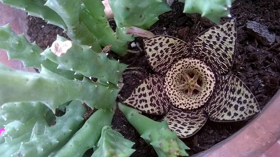 A ME PIACE COSI' PIANTA GRASSA