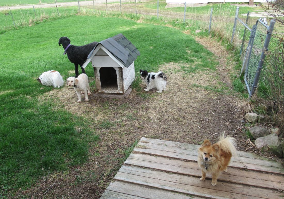 Windswept Adventure A Farm House Full Of Dogs And Cats