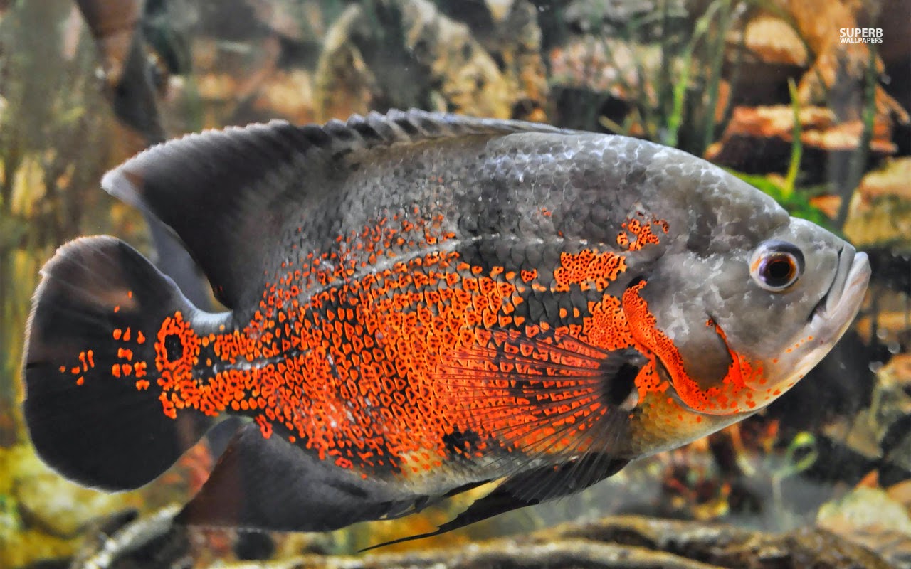 OSCAR FISH photos - wallpapers | the fun bank