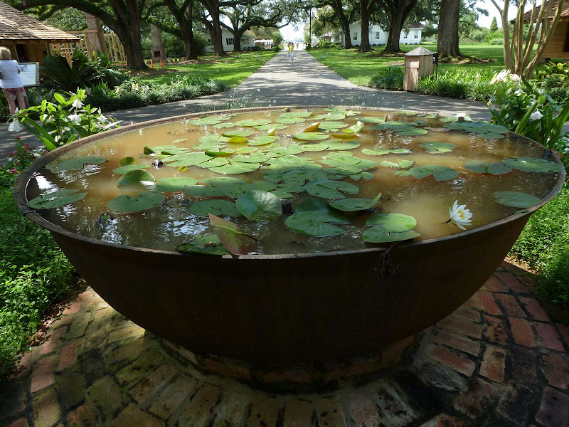 Driving me ... USA - Blogs de USA - 3: Oak Alley Plantation (17)