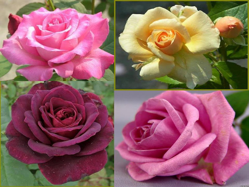 rempahratuskehidupan bunga  ros  bunga  mawar 