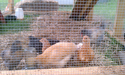 chicken coop ever chickens happy simple