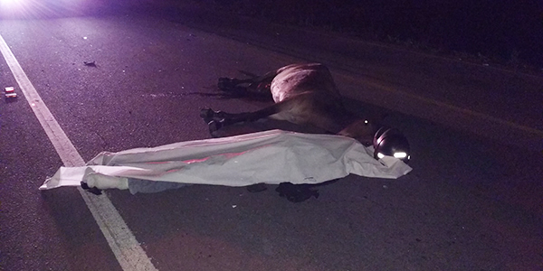 Cavalo na pista causa acidente fatal com motoqueiro de Antônio Gonçalves próximo a Senhor do Bonfim Cavalo na pista causa acidente fatal com motoqueiro de Antônio Gonçalves próximo a Senhor do Bonfim