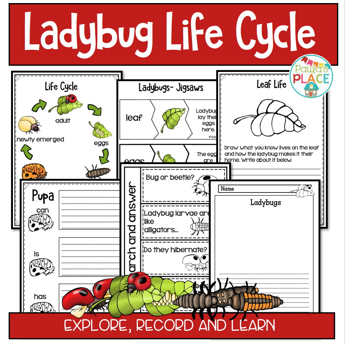 Paula's Place Teaching Resources: Ladybug Life Cycles