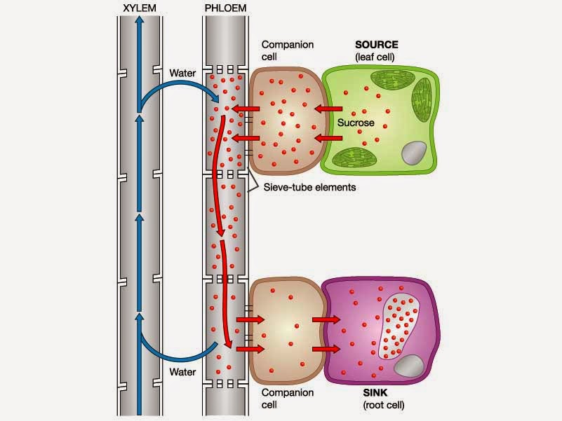 68 Summary Of Plant Transport Biology Notes For Igcse 2014 And 2024