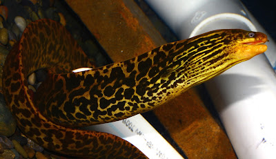 Freshwater Moray Si Belut Dengan Tampang Harimau