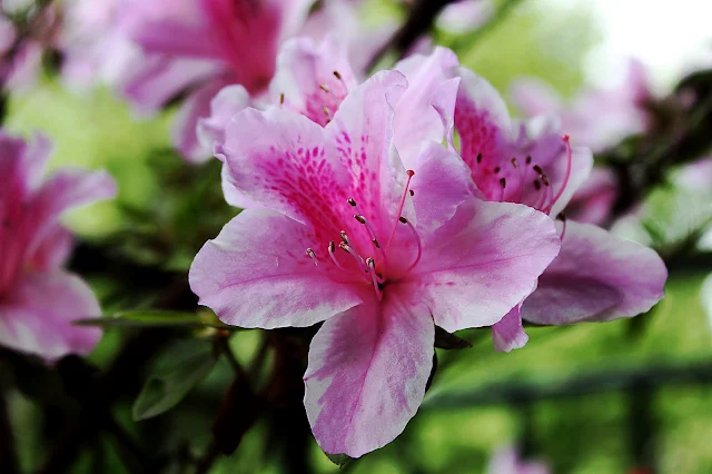 Flor de Azalea