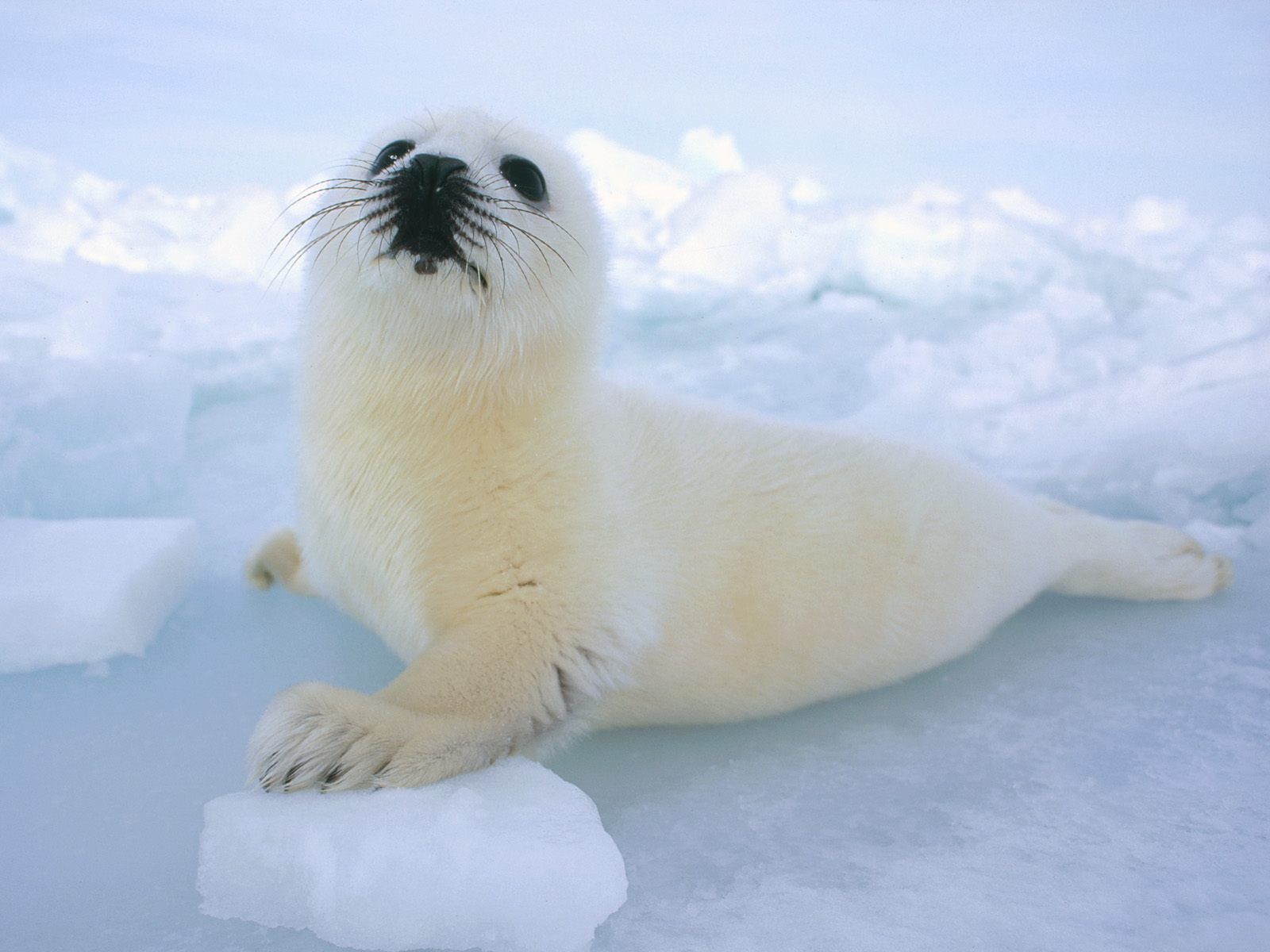 Animals of the world Harp Seals