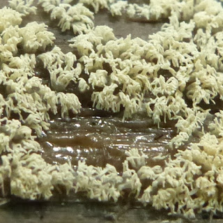 Ceratiomyxa fruticulosa - Cératiomyxie fruticuleuse Ceratiomyxa fruticulosa - Cératiomyxie fruticuleuse
