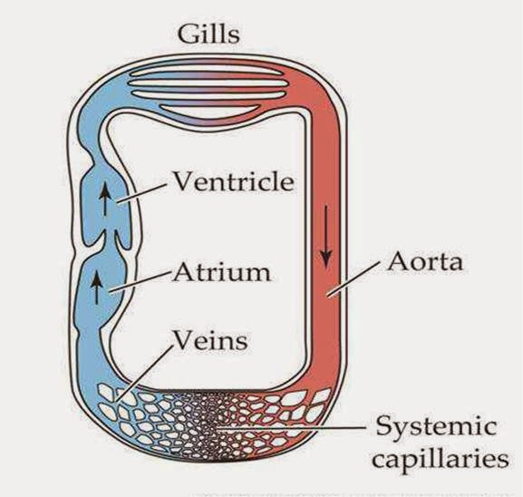 JEDIRpedia: Sistem Peredaran Darah Vertebrata