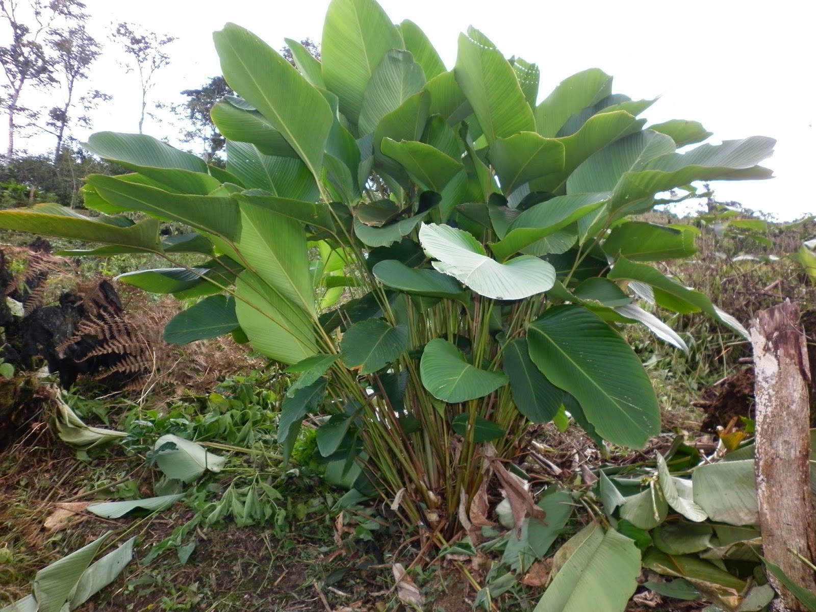 HOJA DE BIJAO CHINCAMAYO