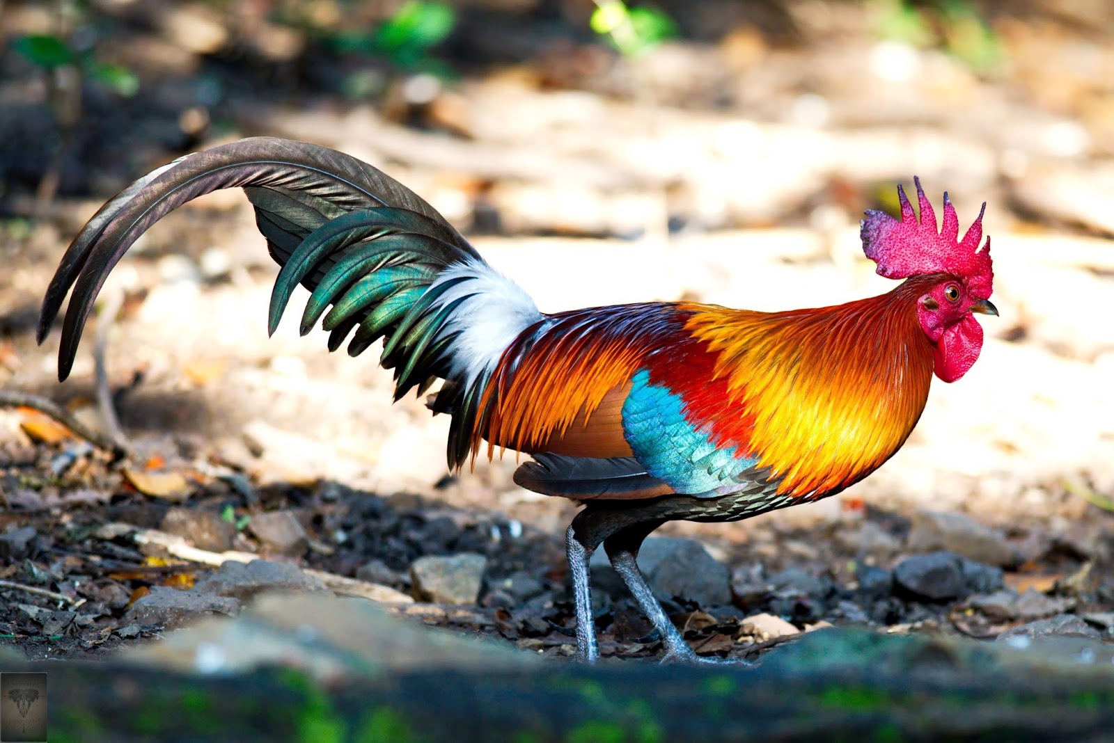 Red Jungle Fowl.