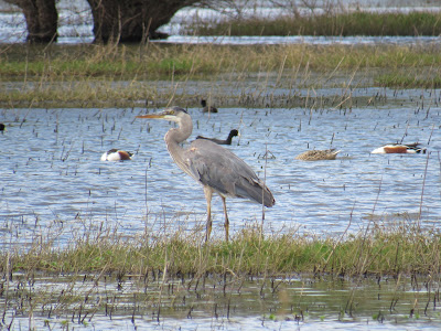 Colusa National Wildlife Refuge