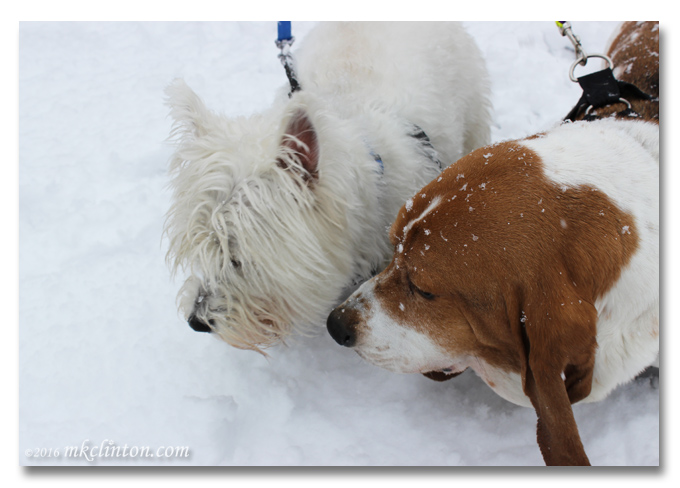Bentley Basset Hound and Pierre Westie close-up in the snow