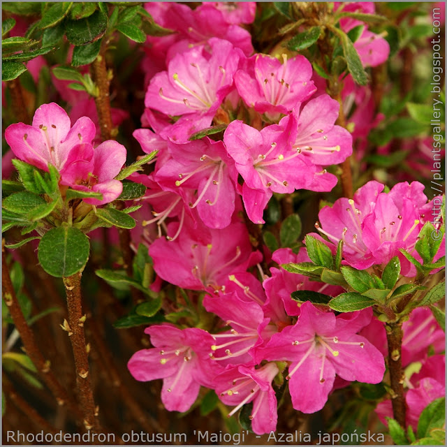 Rhododendron obtusum 'Maiogi' - Azalia japońska 'Maiogi' kwiaty