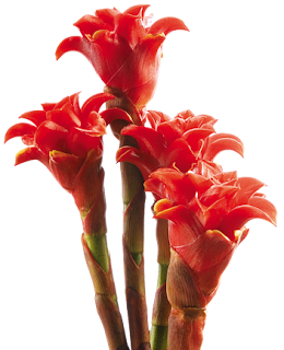 Beautiful Ginger Flower beautiful ginger flower