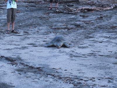 Sea Turtle eggs