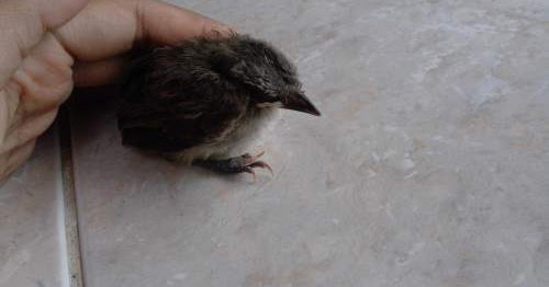 Tafsir Arti Mimpi Tentang Burung Merpati Gagak Elang Merak Dll Terlengkap Mentari Bali Holiday Tafsir Arti Mimpi Tentang Burung Merpati Gagak Elang Merak Dll Terlengkap Mentari Bali Holiday