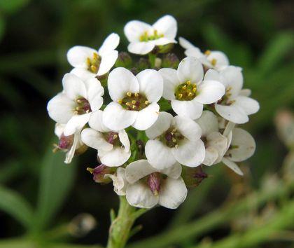 la naturaleza: Aliso marítimo