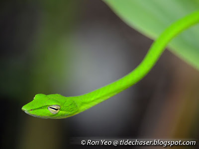 Oriental Whip Snake (Ahaetulla prasina)