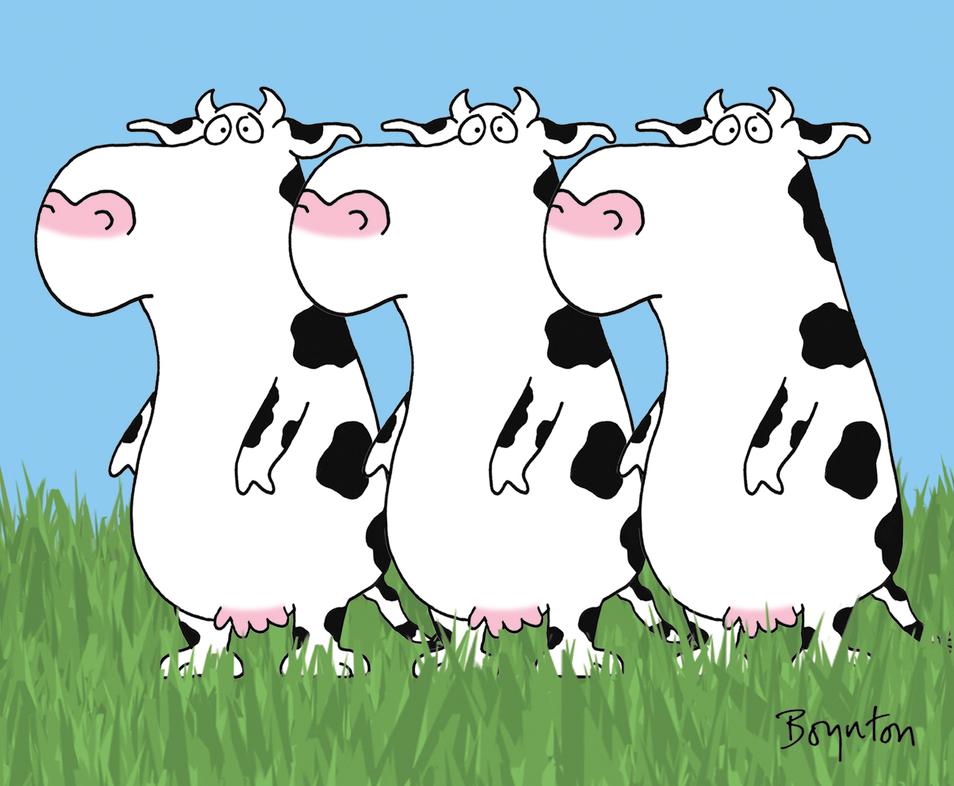 Три три коровы песня. 33 Коровы. Три коровы. Смешные коровы. Три коровы смешные.