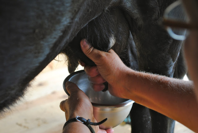 Step 3: Squeeze Milk Down | How to Milk a Goat On The Farm