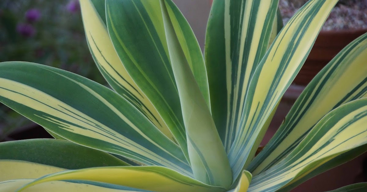 All The Agaves 2016