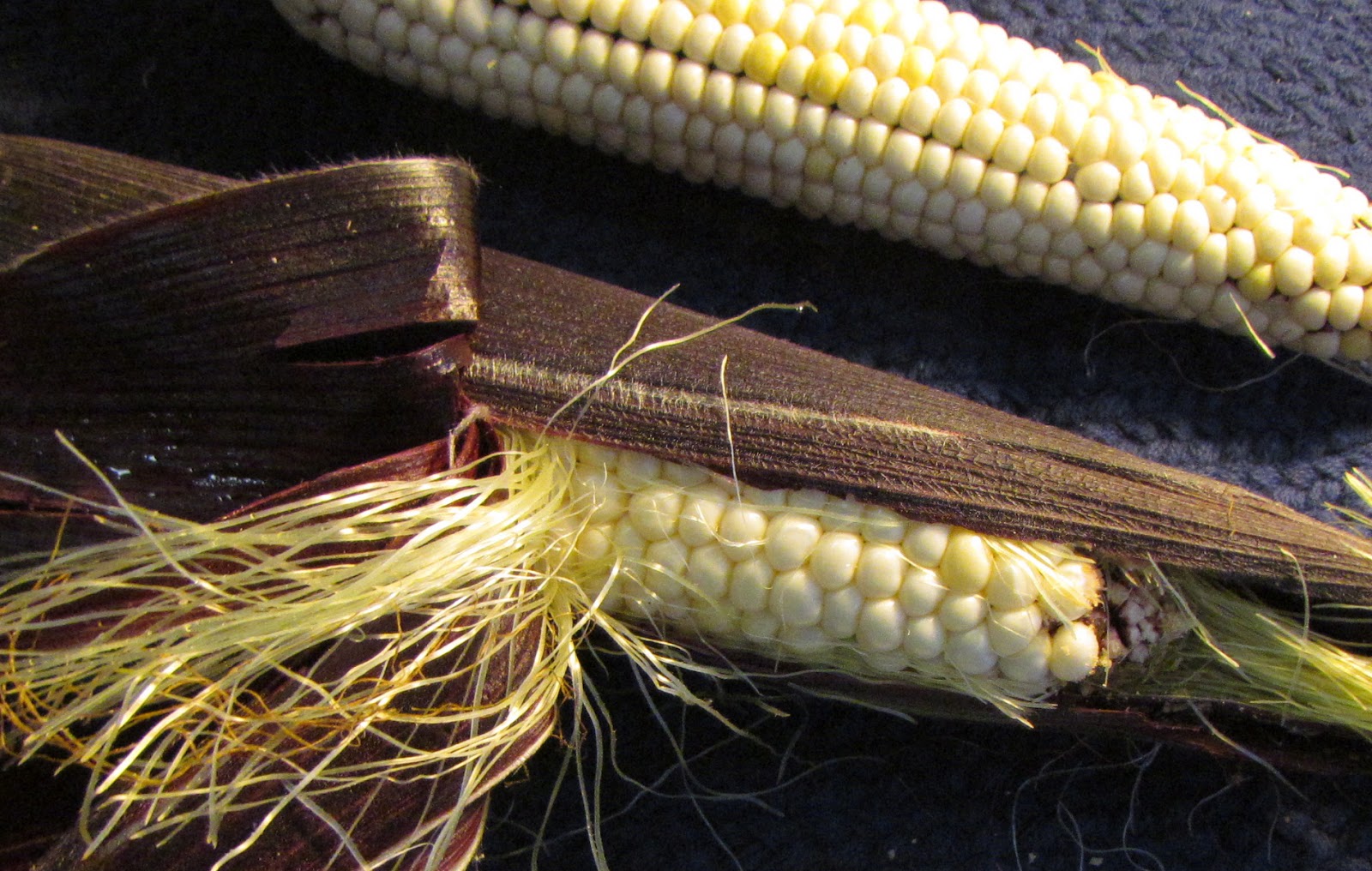 corn jewels martian sweet seeds organic seed
