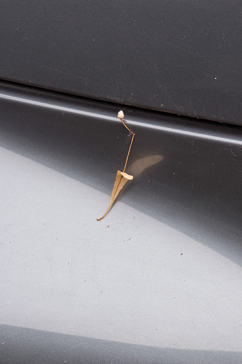little leaf on a grey car