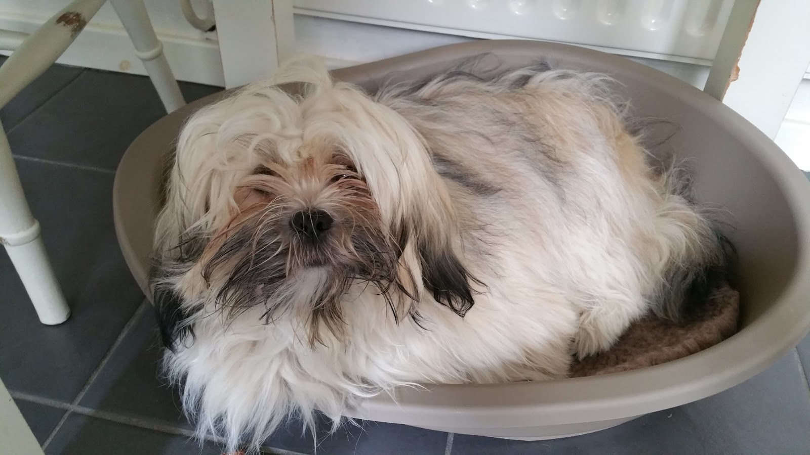 Grooming a Lhasa Apso Paws across Britain