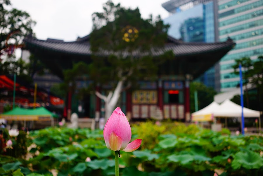 Lotus flower festival in Jogyesa buddhist temple in Seoul