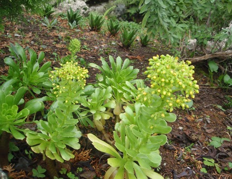 plantas crasas en flor