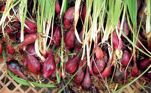 bawang dayak dan diabetes bawang dayak dan diabetes