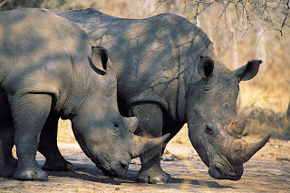 Rhino wild pictures images