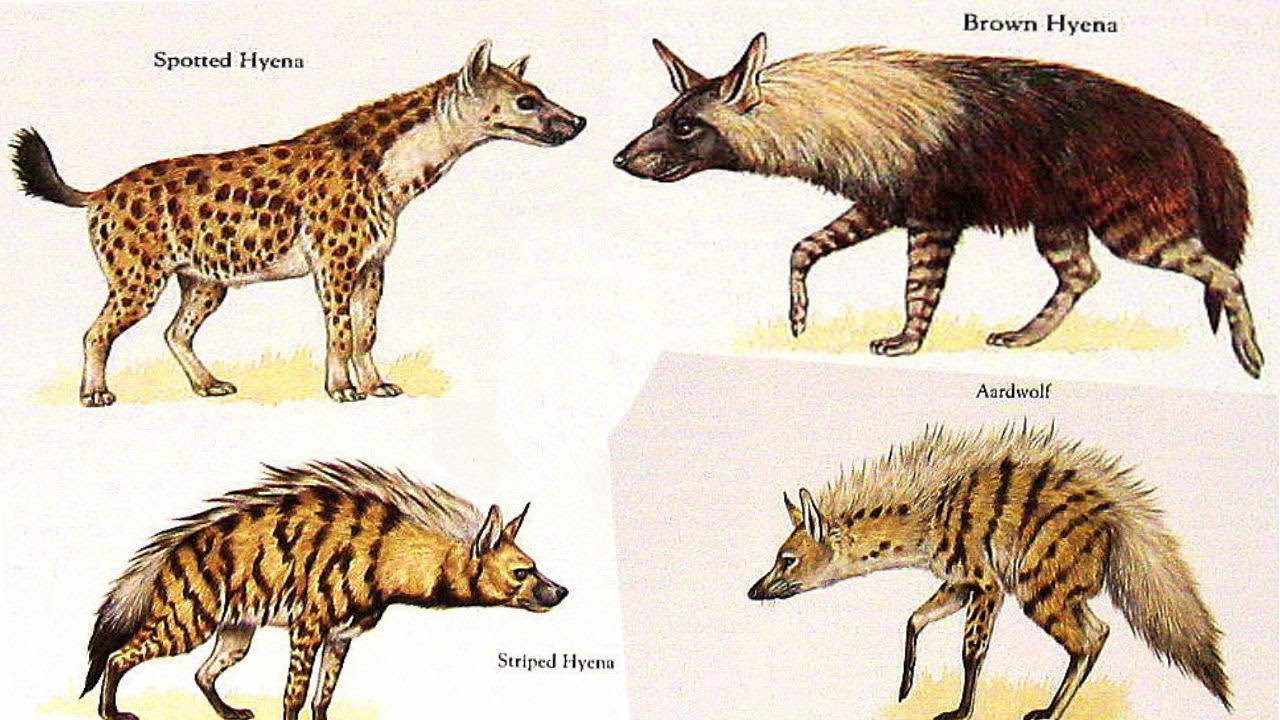 La hiena de las cavernas. Potencia en estado puro.