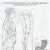 Meridian dan Titik Akupunktur : Kandung Empedu (Gallbladder Of Foot Shao Yang / GB)
