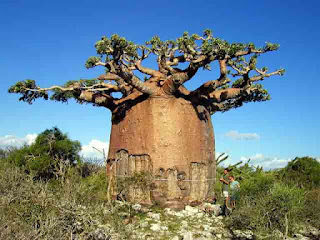 Image result for pohon raksasa baobab