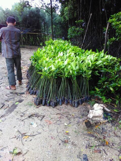 081333395064 (jual) bibit pohon mangrove / bakau ...