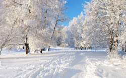 nieve navidad blanco hermoso bosque invierno wallpapers paisaje blanca totalmente imagen nevado landscape cubierto paysage mira