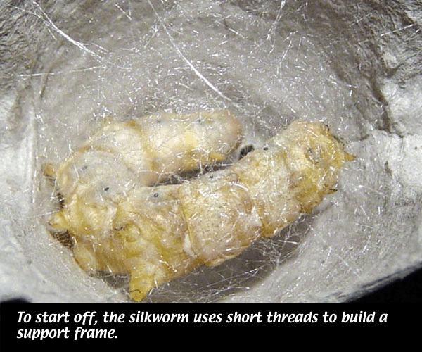SilknThreads LIFE CYCLE OF SILKWORMS