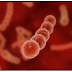 Infecções pela Estreptococo Grupo B causam cerca de 150 mil mortes de bebês e fetos todos os anos