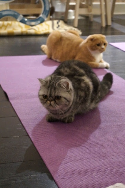 Teacups_and_Buttondrops_Kitty_Yoga Teacups_and_Buttondrops_Kitty_Yoga
