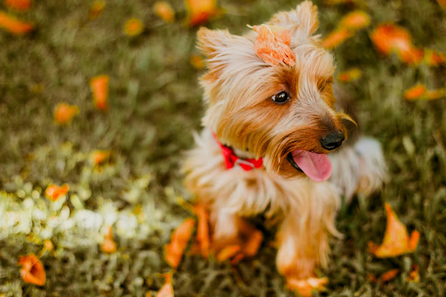 pets abs Pets%2BAbs%2B - How to Train Your Puppy Not To Bite